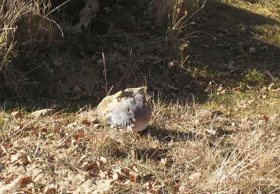 Band-tailed pigeon on the ground suffering from avian trichomonosis.